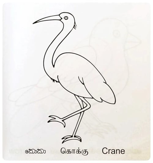 පාට කරමු - කුරුල්ලෝ | Paata Karamu - Birds inside view