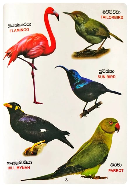 රූප සතර - කුරුල්ලෝ | Sathara Picture Book - Birds inside view