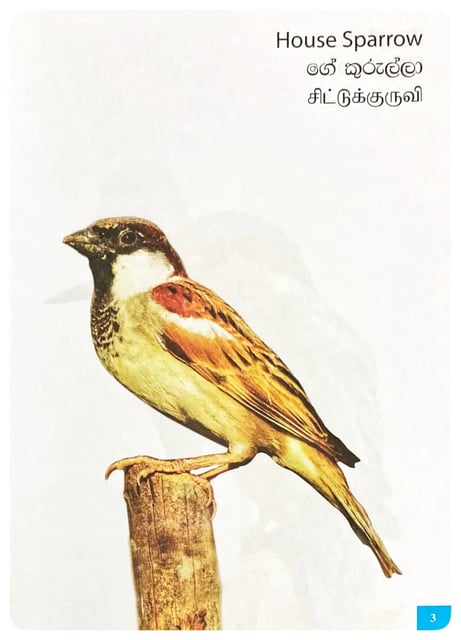 Picture Book of Birds inside view