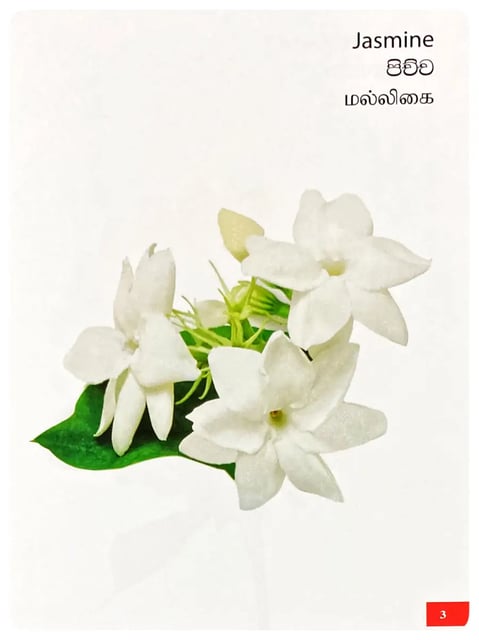Picture Book of Flowers inside view