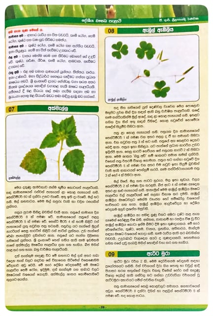 දේශීය ඖෂධ පැළෑටි | Deshiya Oushadha Palati inside view