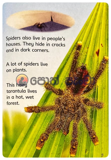 Spiders inside view