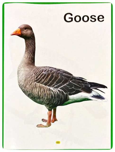 My First Picture Book of Birds inside view