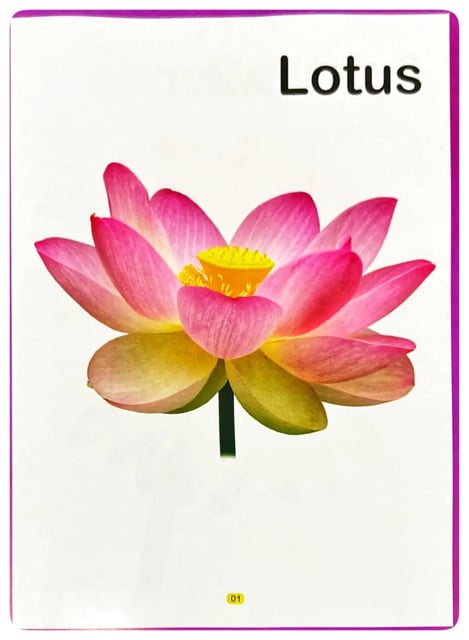 My First Picture Book of Flowers inside view