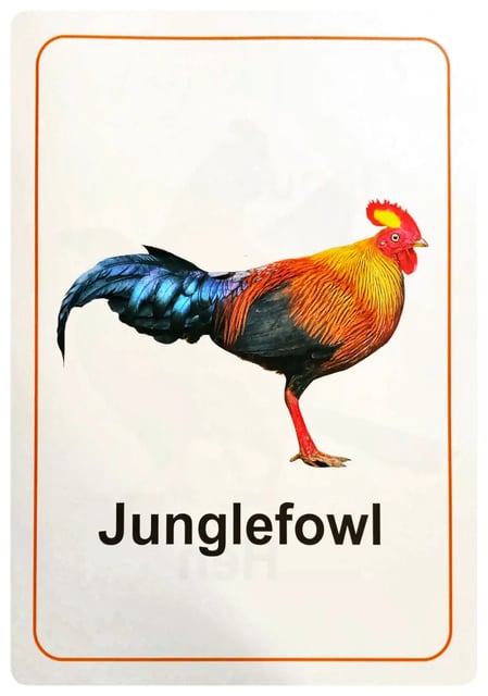Sarasavi Picture Book of Birds inside view