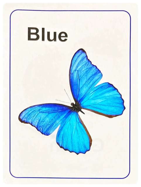 Sarasavi Picture Book of Colours inside view