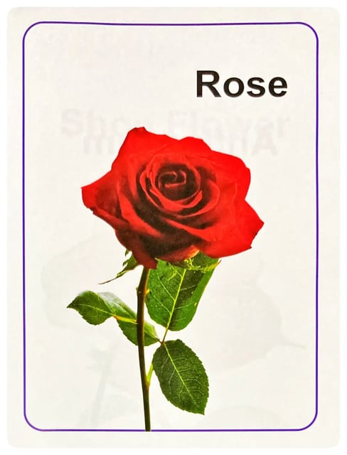 Sarasavi Picture Book of Flowers inside view