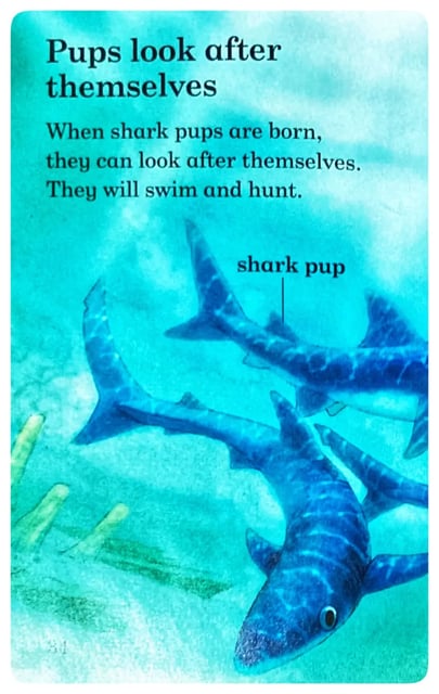 Sharks inside view