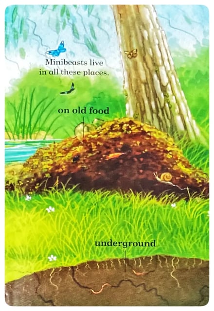 Minibeasts inside view