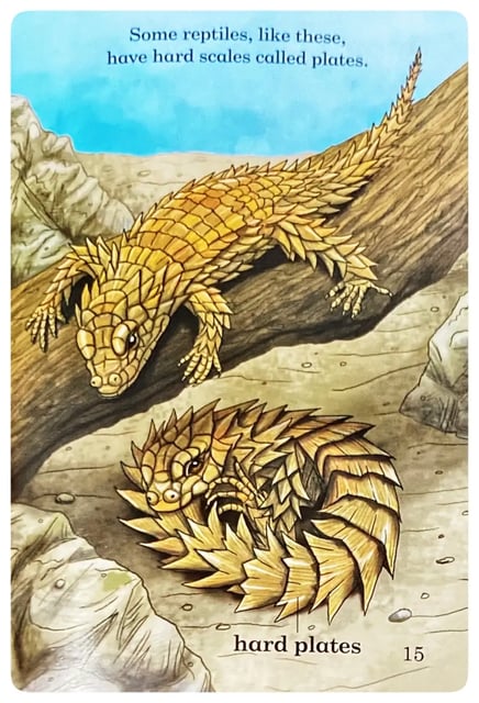 Reptiles and Amphibians inside view