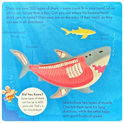 How it Works - Shark inside view